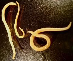 ��� �������� �볿 �� �������