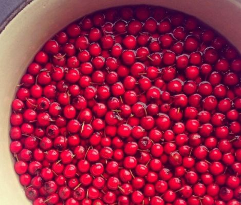 плоди глоду корисні властивості і протипоказання