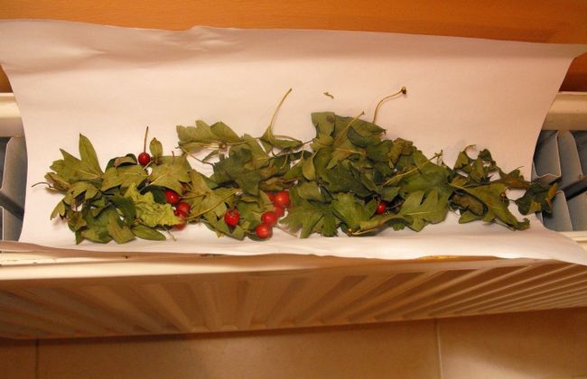 плоди глоду лікувальні властивості