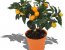 �� ������, �� ������������, �� ���������: Citrus Fortunella - ������ � ������ �������